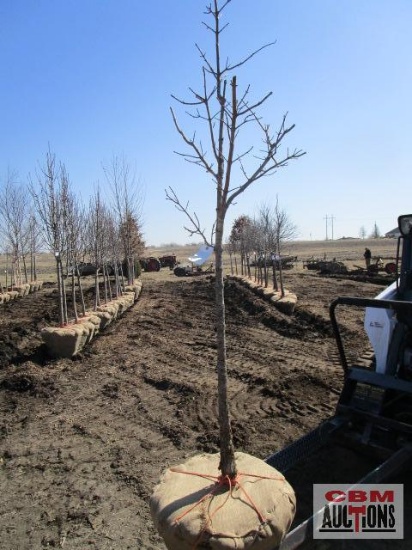 State Street Maple Tree 2" cal.