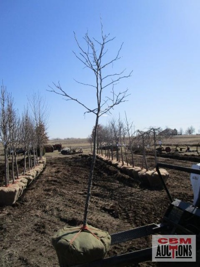 Thornless Locust Tree 2" cal.