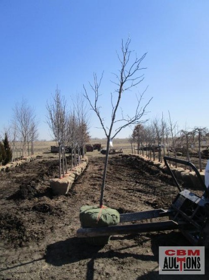 Thornless Locust Tree 2" cal.