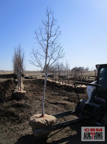 Quaking Aspen Tree 2 - 2 1/2" cal.