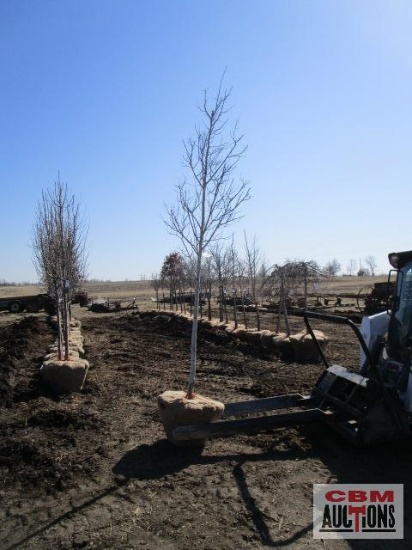 Quaking Aspen Tree 2 - 2 1/2" cal.
