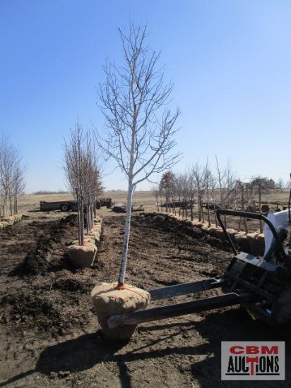 Quaking Aspen Tree 2 - 2 1/2" cal.
