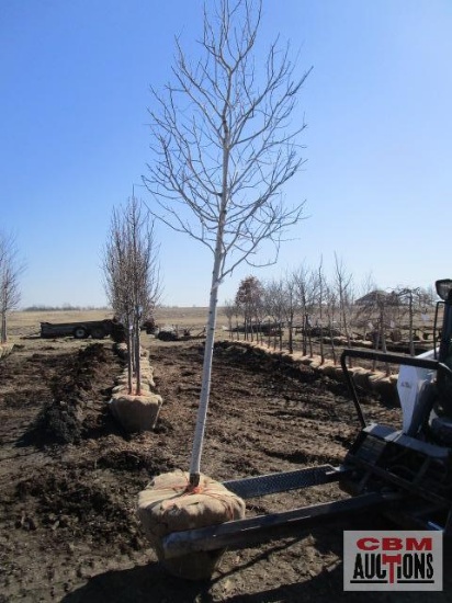 Quaking Aspen Tree 2 - 2 1/2" cal.