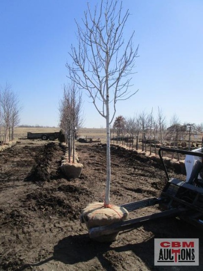 Quaking Aspen Tree 2 - 2 1/2" cal.