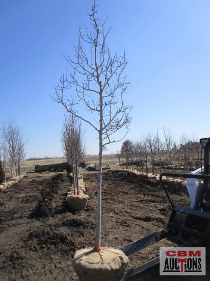 Quaking Aspen Tree 2 - 2 1/2" cal.