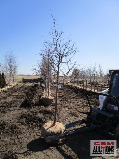 White Flowering Crabapple Tree 2" cal.