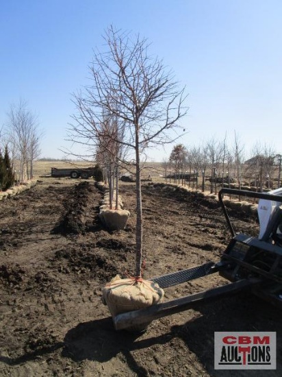 White Flowering Crabapple Tree 2" cal.