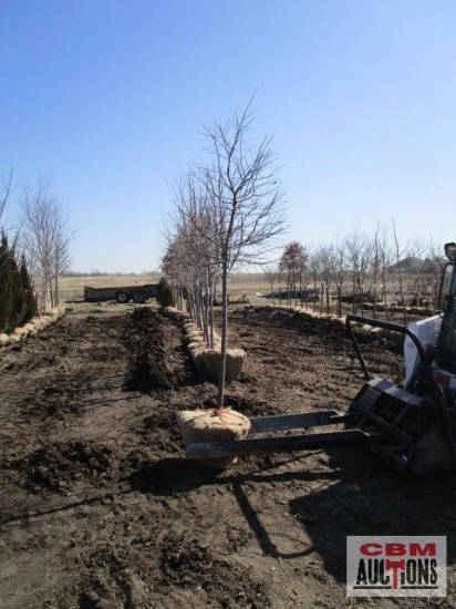 White Flowering Crabapple Tree 2" cal.