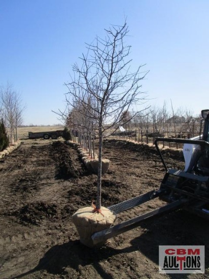 Royal Raindrops Purple Crabapple Tree 2" cal.