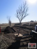 Red Maple Tree 3