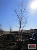 River Birch Tree 3