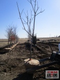 Kentucky Coffee Tree 2 1/2