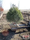 White Pine Tree 5'