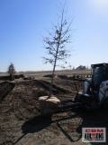 Pin Oak Tree 3