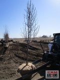 Cleveland Select Pear Tree 2