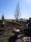Cleveland Select Pear Tree 2