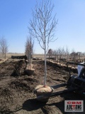 Quaking Aspen Tree 2 - 2 1/2