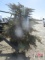 Daubs Juniper Tree