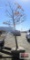 Sawtooth Oak Tree B-grade