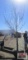 Newport Plum Tree