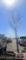 Allee Elm Tree B-grade