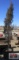 Taylor Juniper Tree