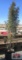 Taylor Juniper Tree