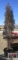 Taylor Juniper Tree