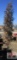 Taylor Juniper Tree