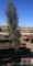 Taylor Juniper Tree