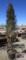 Taylor Juniper Tree