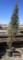 Taylor Juniper Tree
