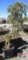 Weeping White Pine Tree
