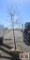 Royal Raindrops Crabapple Tree B-grade