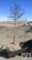 Royal Raindrops Crabapple Tree B-grade