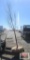 Pear Tree