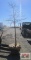 Pin Oak Tree