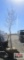 Pin Oak Tree