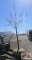 Pin Oak Tree