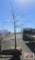 Pin Oak Tree