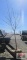 Sycamore Tree