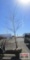 Sycamore Tree B-grade