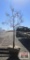 Pin Oak Tree