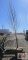 Pear Tree B-grade