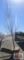 Pear Tree B-grade