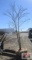 Redbud Tree Multi-Stem