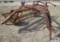 New Holland 56B Side Delivery Bar Hay Rake