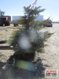 Daubs Juniper Tree