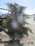 Daubs Juniper Tree