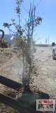 Greenleaf Holly Tree